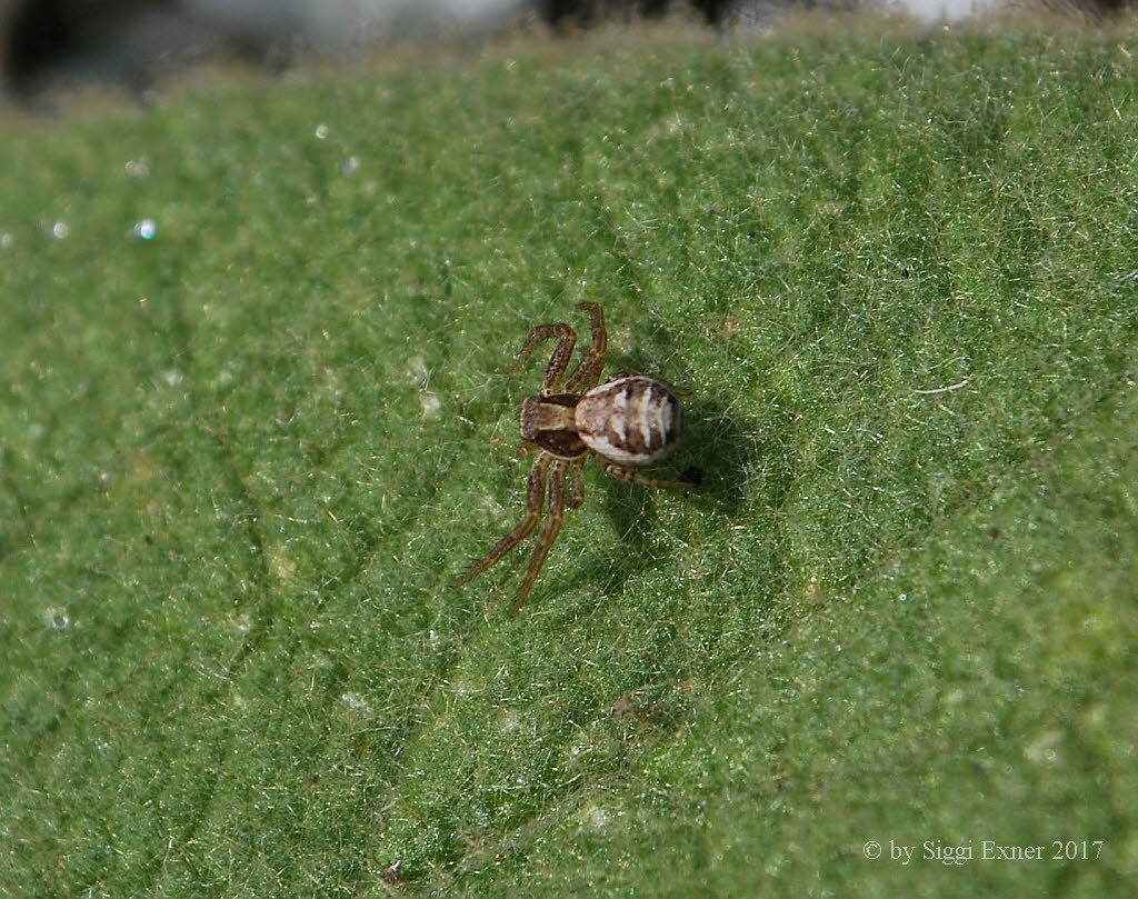 Gewhnliche Krabbenspinne Xysticus cristatus