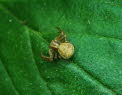 Gewhnliche Krabbenspinne Xysticus cristatus