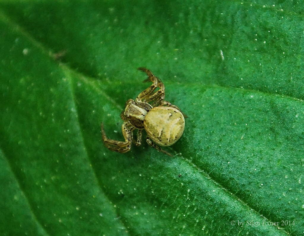 Gewhnliche Krabbenspinne Xysticus cristatus