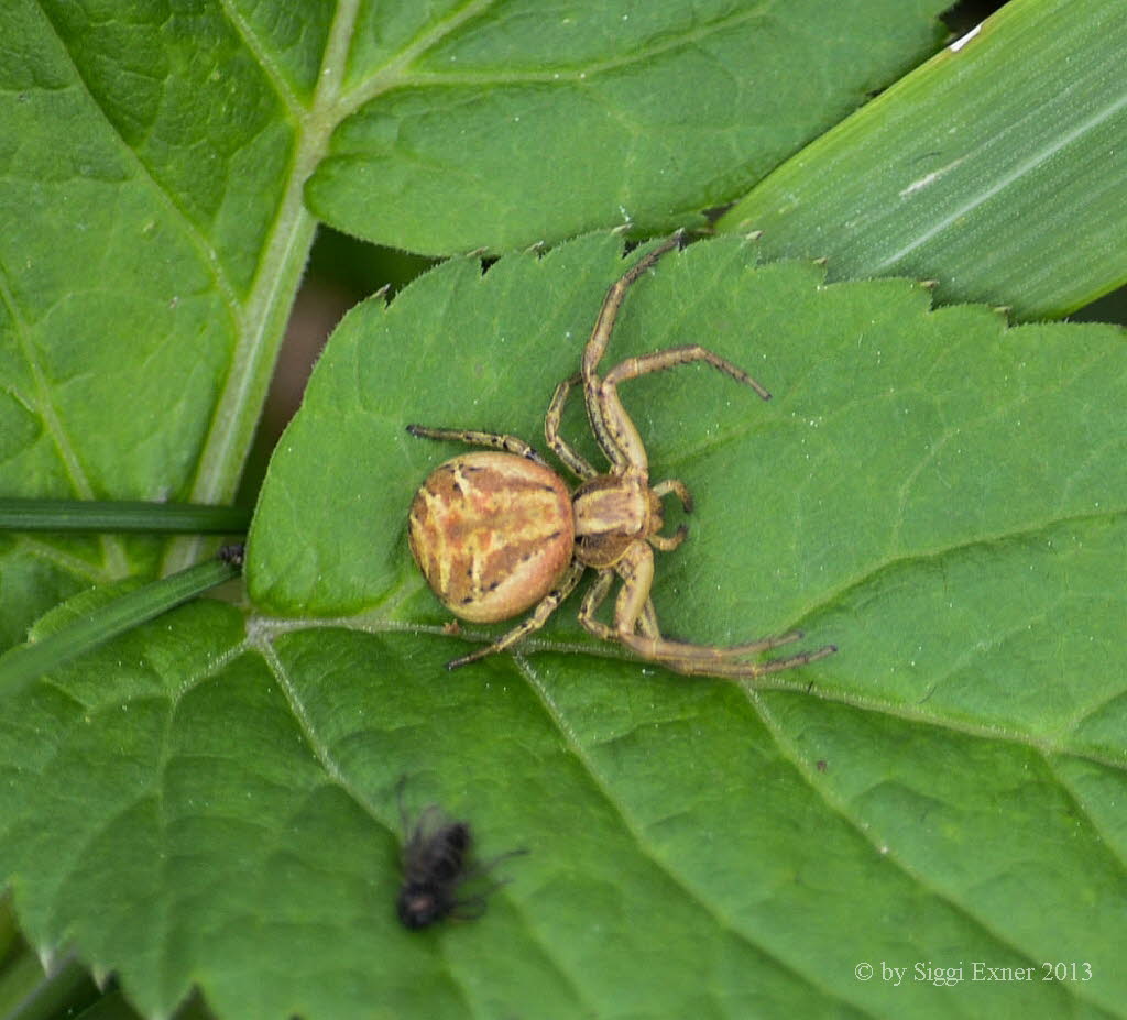 Gewhnliche Krabbenspinne Xysticus cristatus