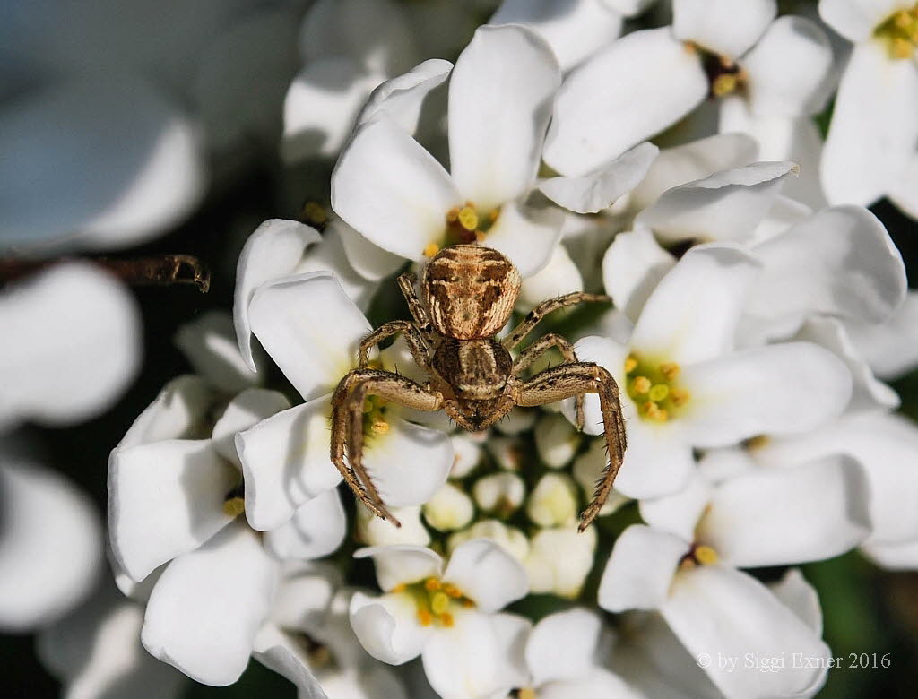 Gewhnliche Krabbenspinne Xysticus cristatus