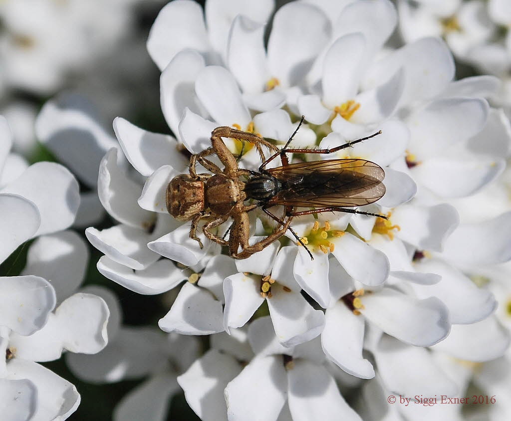 Gewhnliche Krabbenspinne Xysticus cristatus