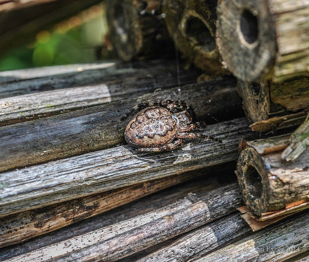 Gewhnliche Spaltenkreuzspinne Nuctenea umbratica