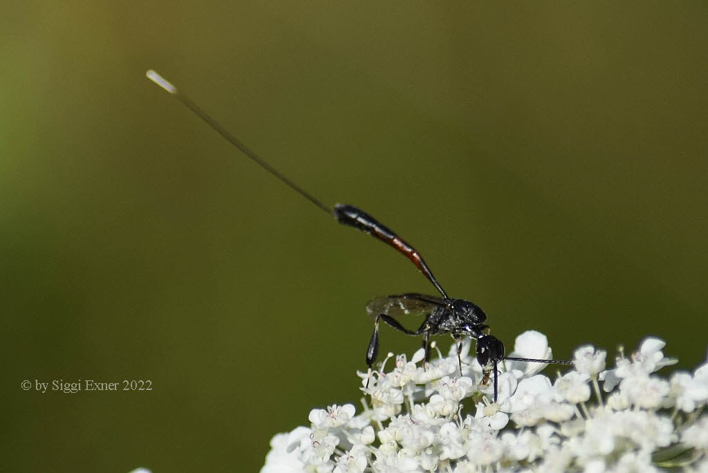 Gichtwespe Gasteruption jaculator