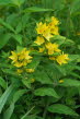 Gilbweiderich, Punktierter Lysimachia punctata