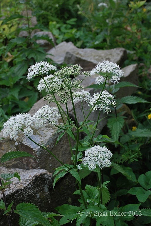 Girsch Gewhlicher Aegopodium podagraria