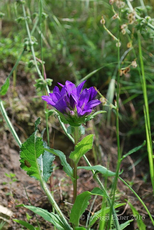 Glockenblume, Knuel- Campanula glomerata