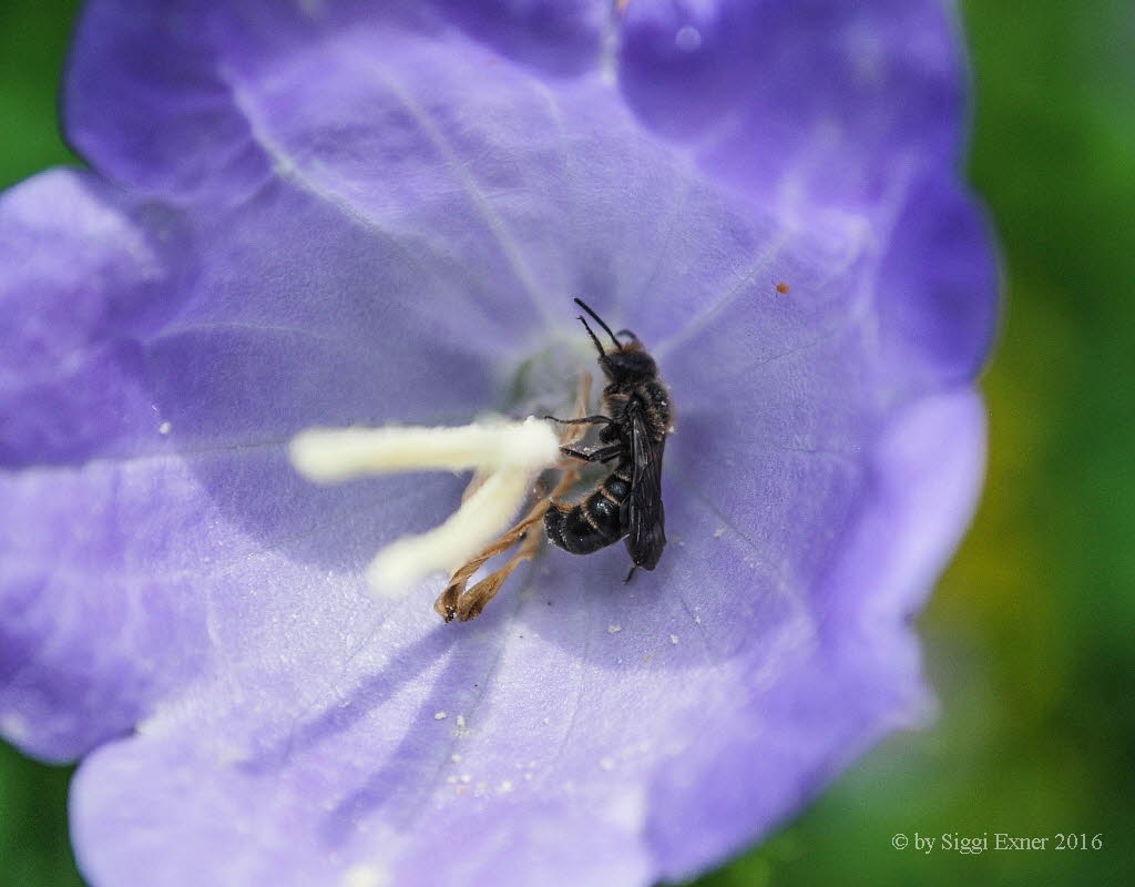 Chelostoma rapunculil Gockenblumen-Scherenbiene