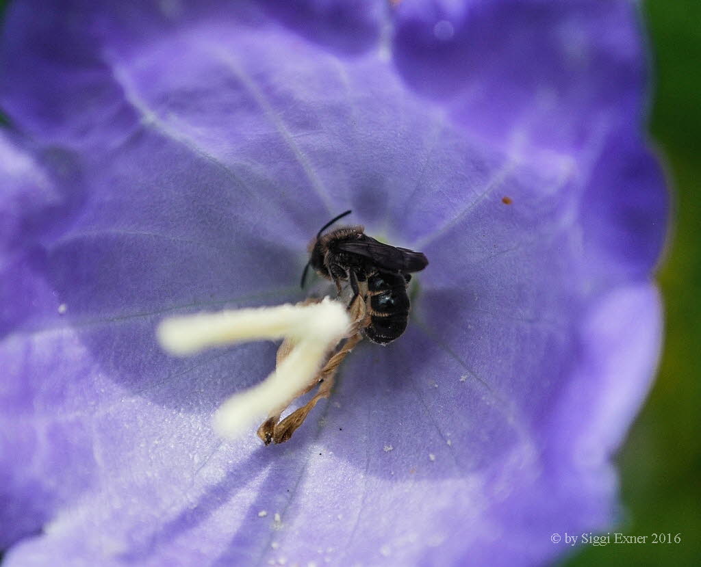 Chelostoma rapunculi Glockenblumen-Scherenbiene