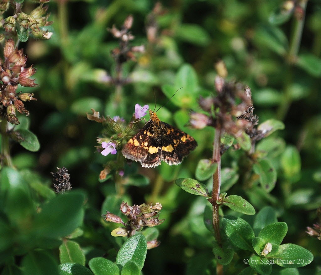 Goldznsler Pyrausta aurata