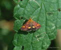 Goldznsler Pyrausta aurata