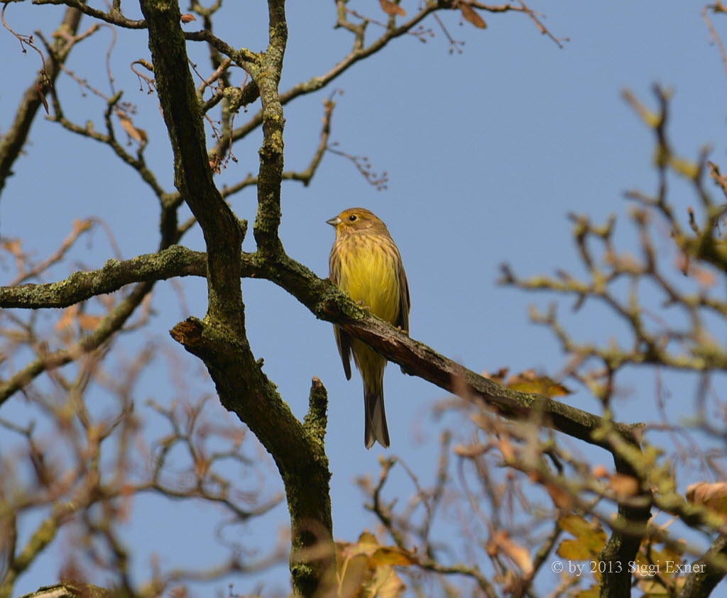 Goldammer Emberiza citrinella