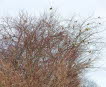 Goldammer Emberiza citrinella