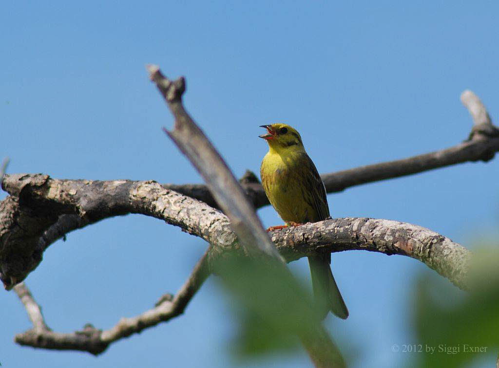 Goldammer Emberiza citrinella