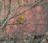 Goldammer Emberiza citrinella