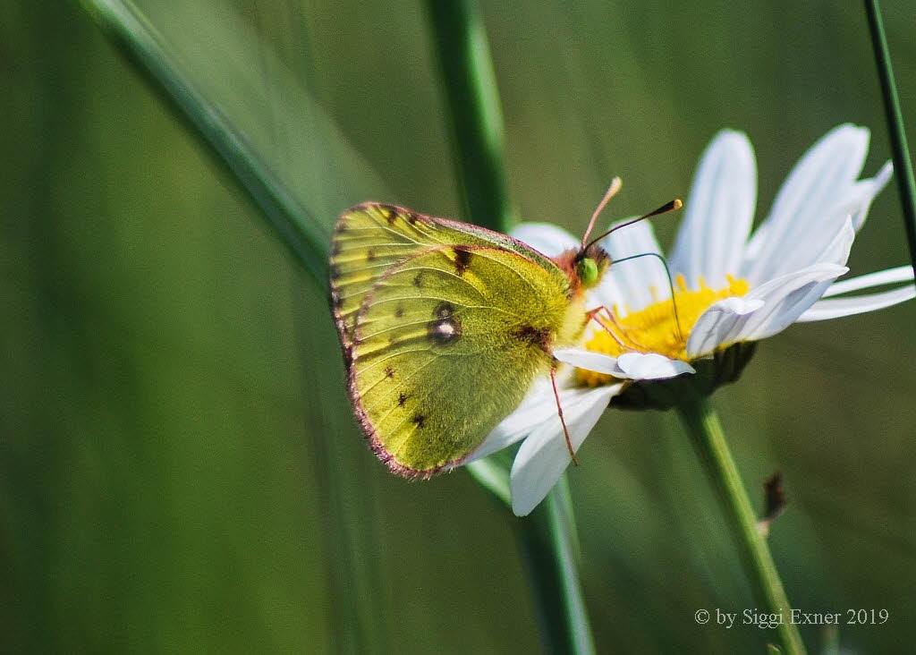 Goldene Acht Colias hyale