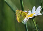 Goldene Acht Colias hyale