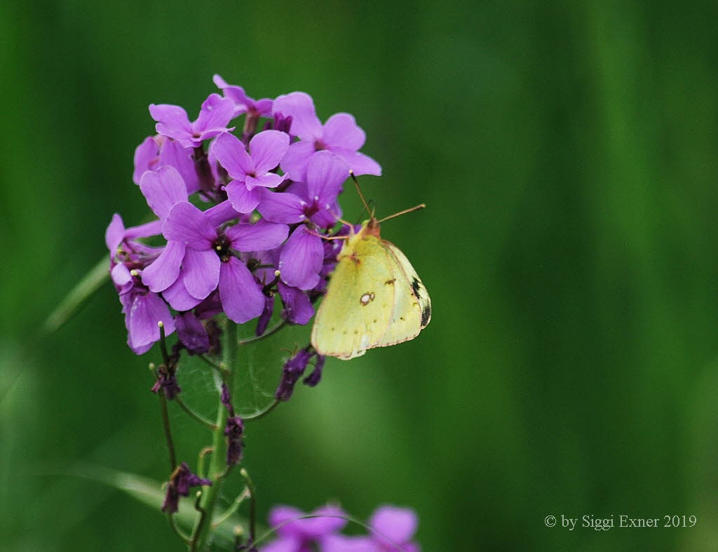 Goldene Acht Colias hyale