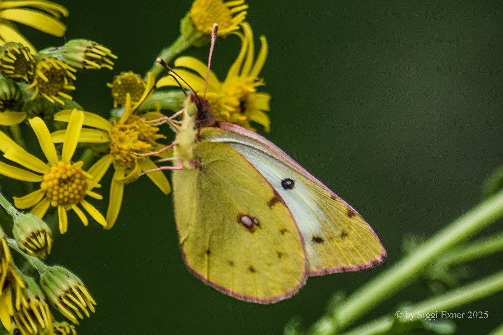 Goldene Acht Colias cf. hyale