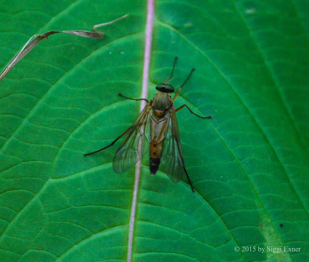 Goldgelbe Schnepfenfliege Rhagio tringarius