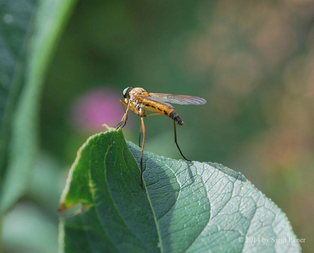 Goldgelbe Schnepfenfliege Rhagio tringarius