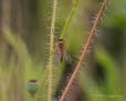 Goldgelbe Schnepfenfliege Rhagio tringarius