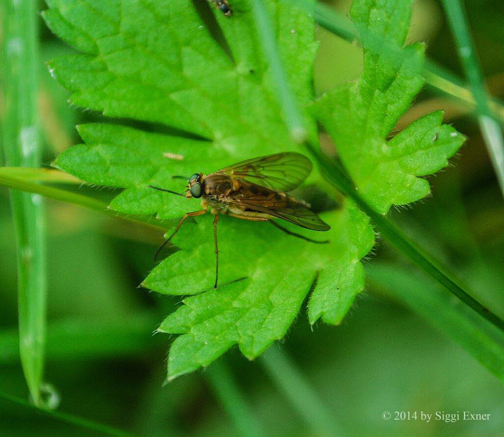 Goldgelbe Schnepfenfliege Rhagio tringarius