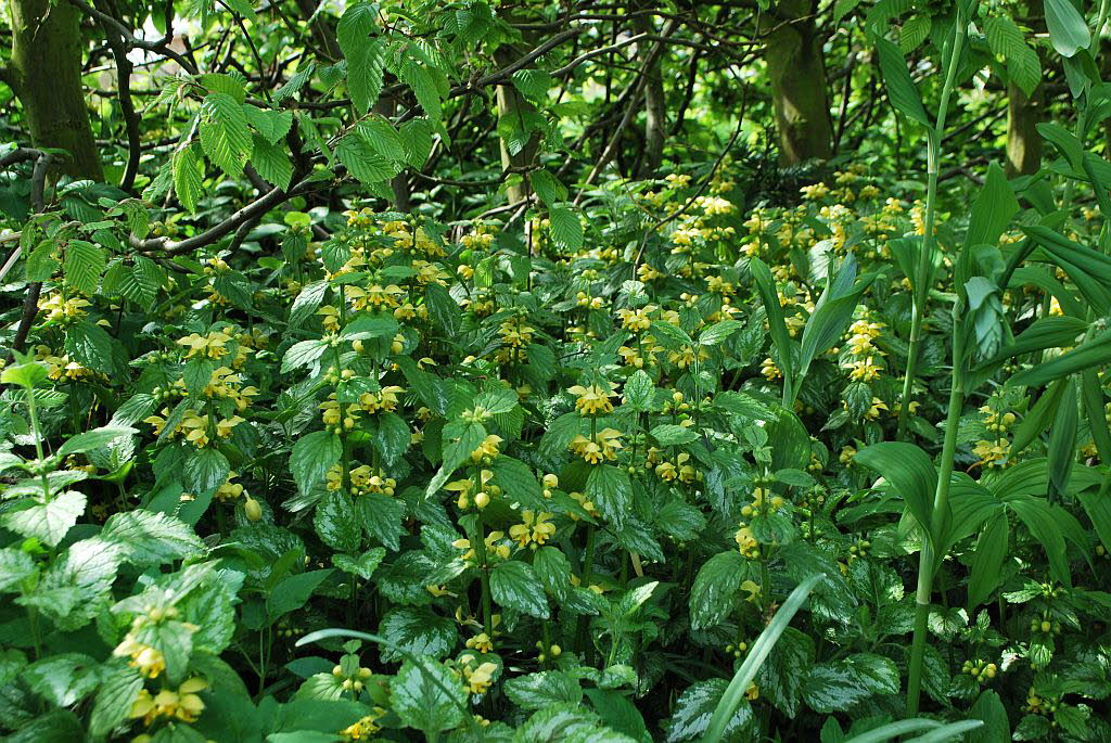 Goldnessel, Gewhnliche Lamium galeobdolon