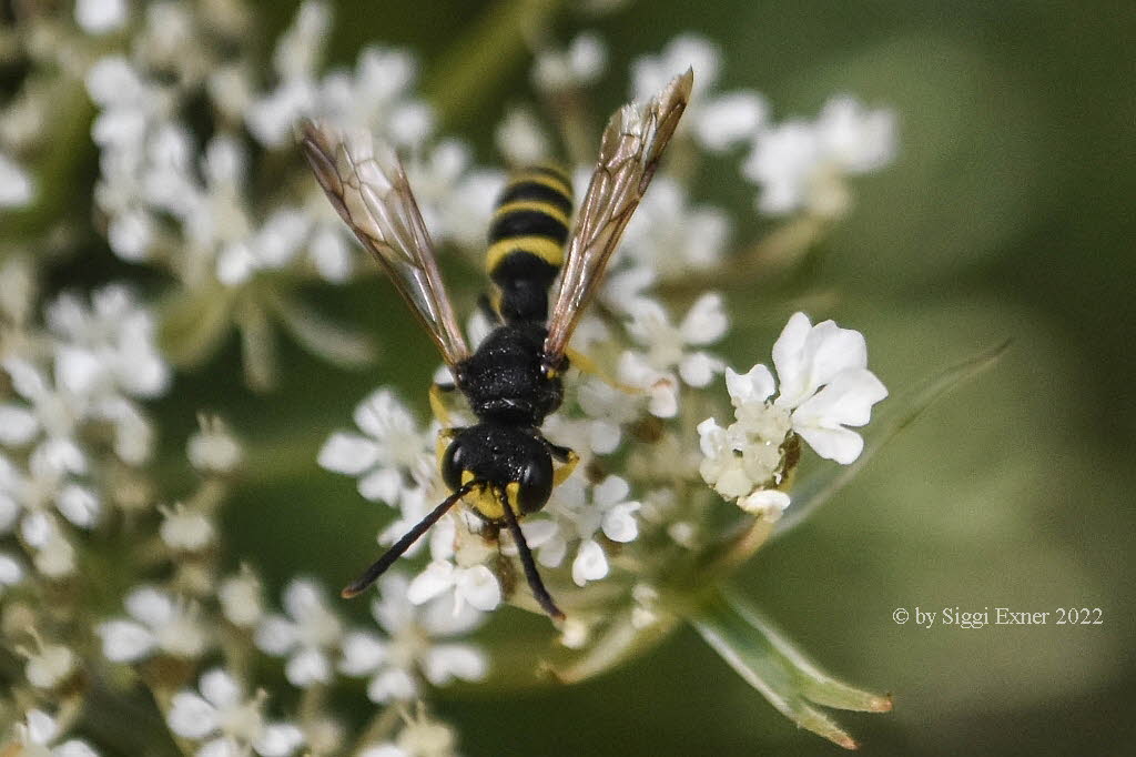 Cerceris cf quinquefasciata Sandknotenwespe
