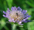 Mattschwarzer Bltenbock Grammoptera ruficornis 