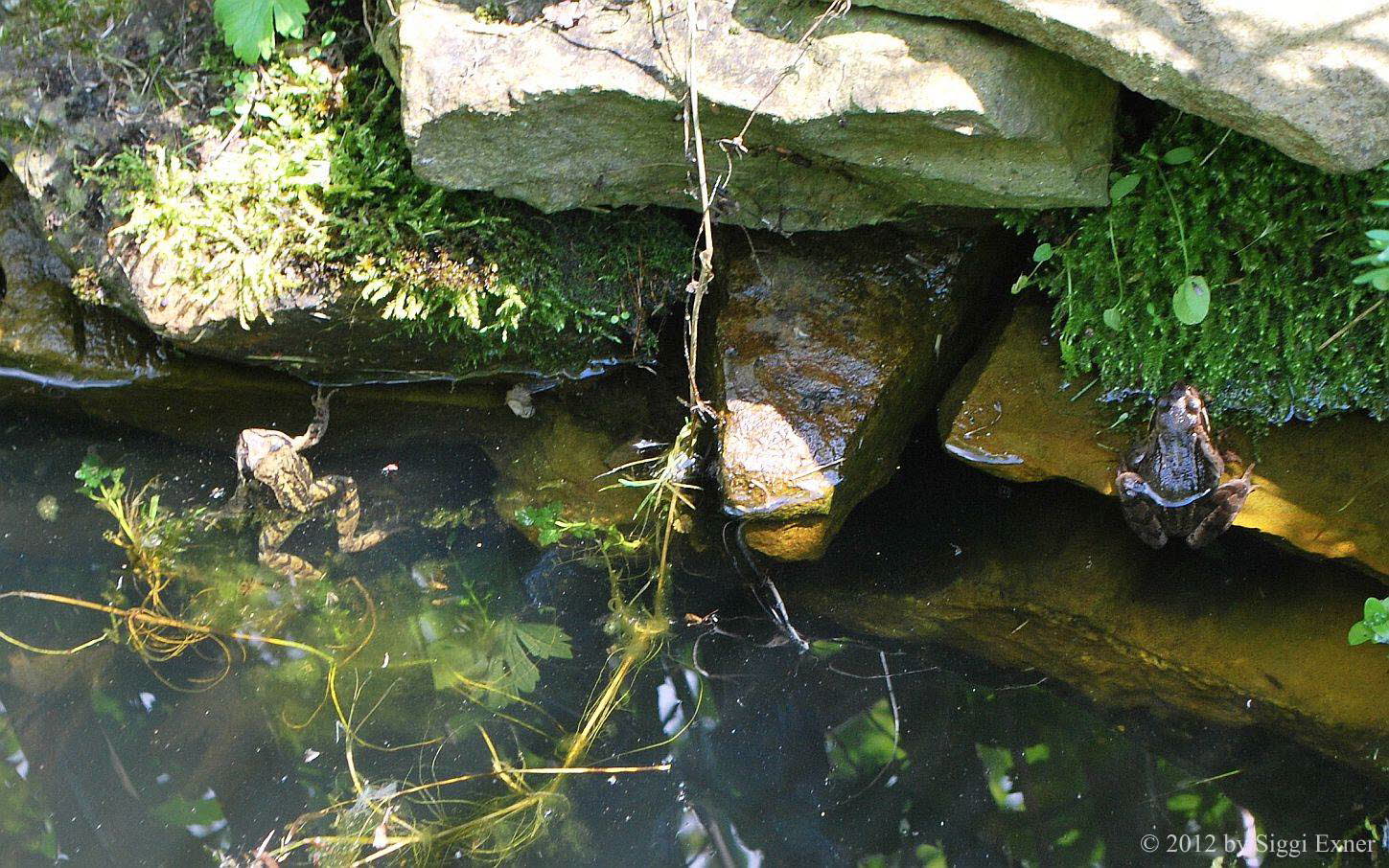 Grasfrosch Rana temporaria