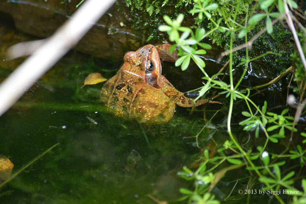 Grasfrosch Rana temporaria