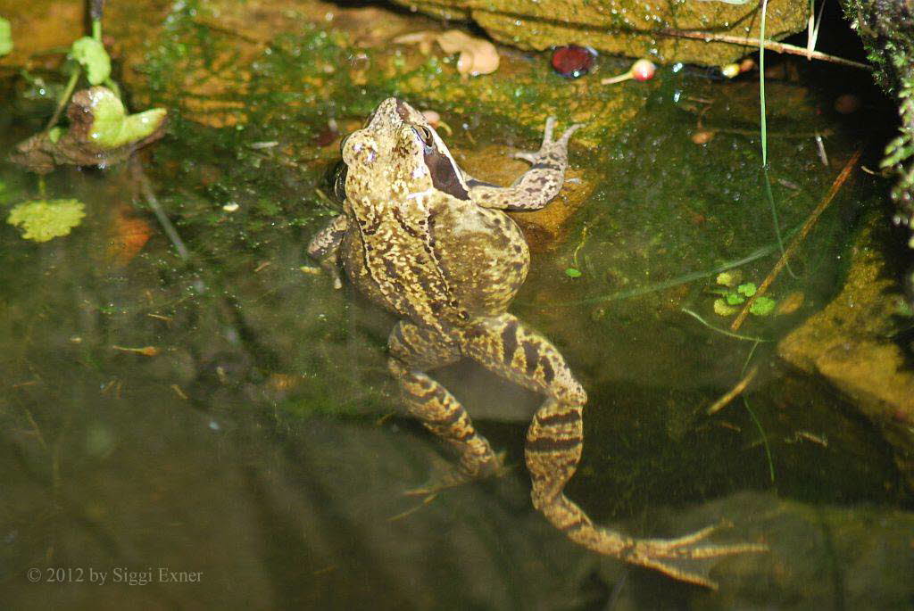 Grasfrosch Rana temporaria