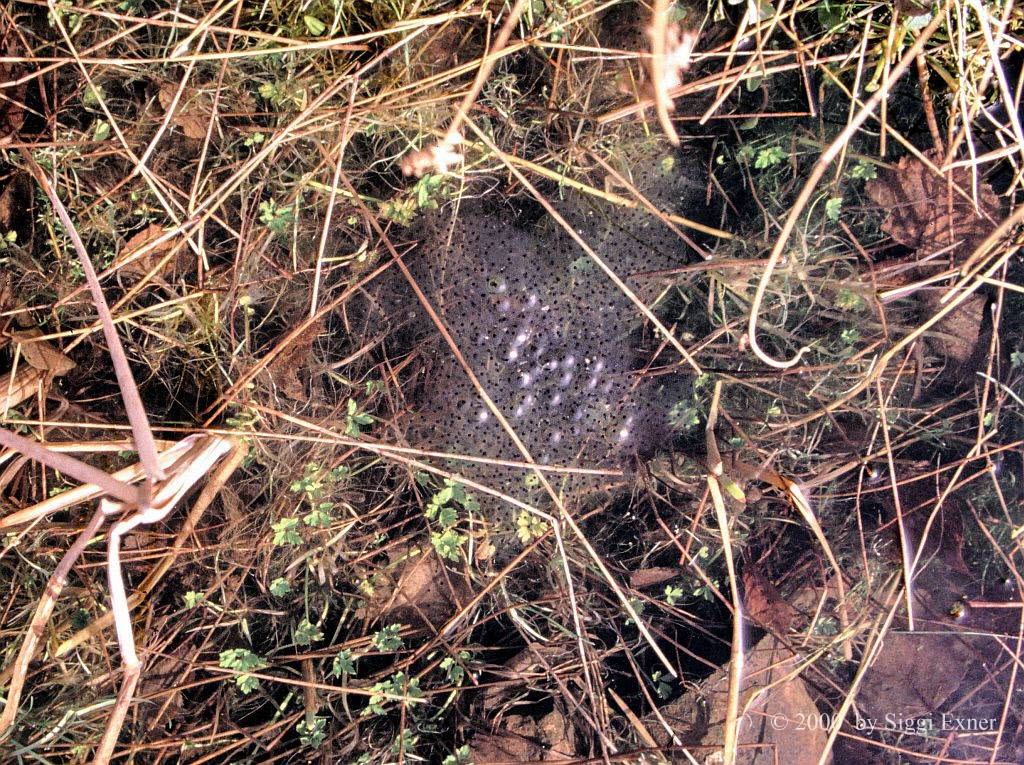 Grasfrosch Rana temporaria