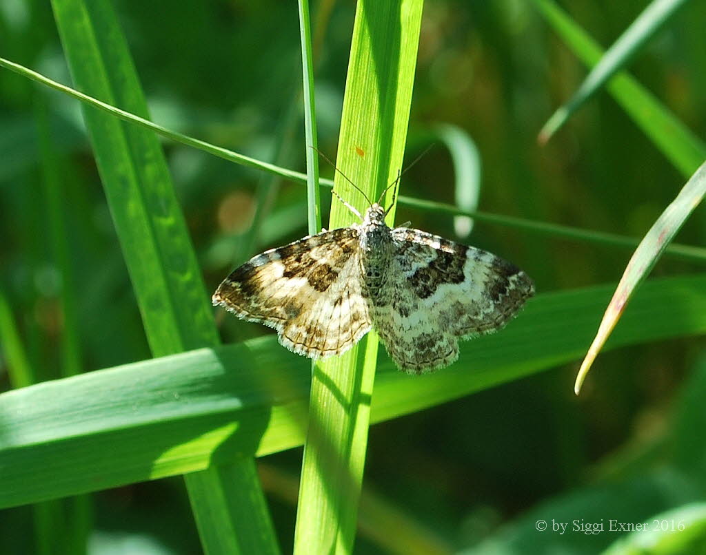 Epirrhoe rivata Weibinden- Labkrautspanner