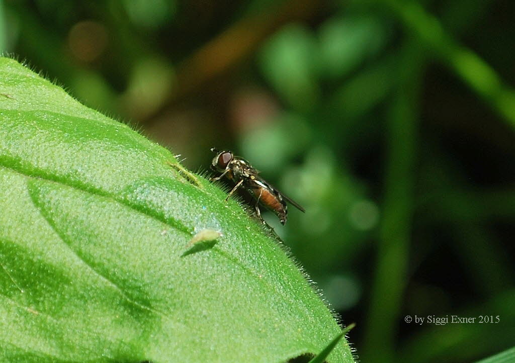 Platycheirus albimanus Graue Breitfuschwebfliege 