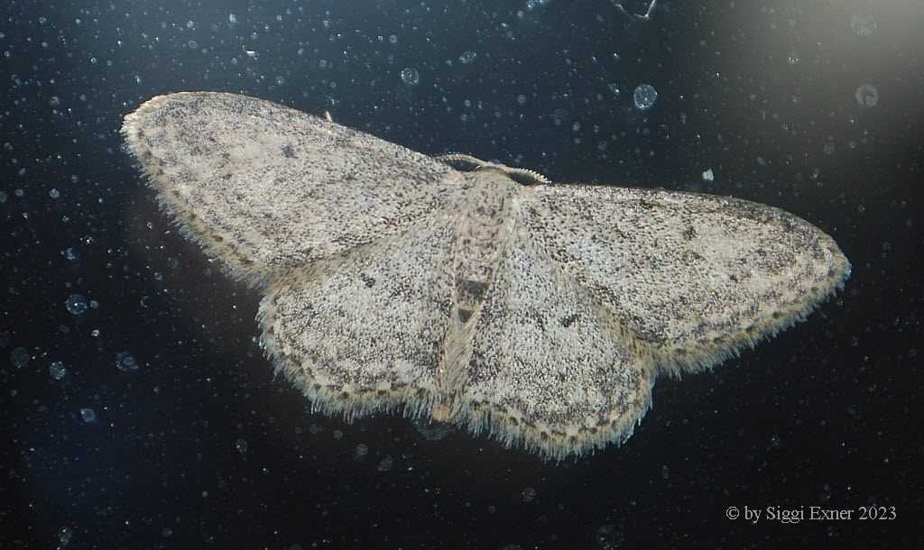 Idaea seriata Grauer Zwergspanner