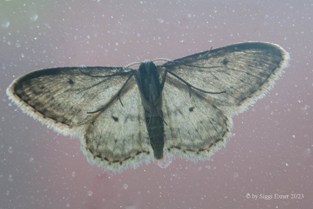 Idaea seriata Grauer Zwergspanner