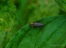 Cantharis nigricans Graugelber Weichkfer