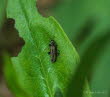 Graugrner Schenkelkfer Oedemera virescens