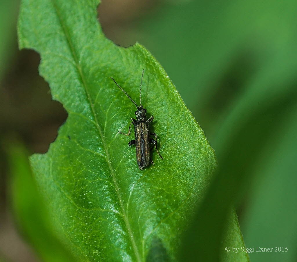 Graugrner Schenkelkfer Oedemera virescens