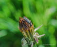 Graugrner Schenkelkfer Oedemera virescens