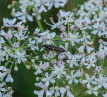 Graugrner Schenkelkfer Oedemera virescens