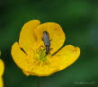 Graugrner Schenkelkfer Oedemera virescens