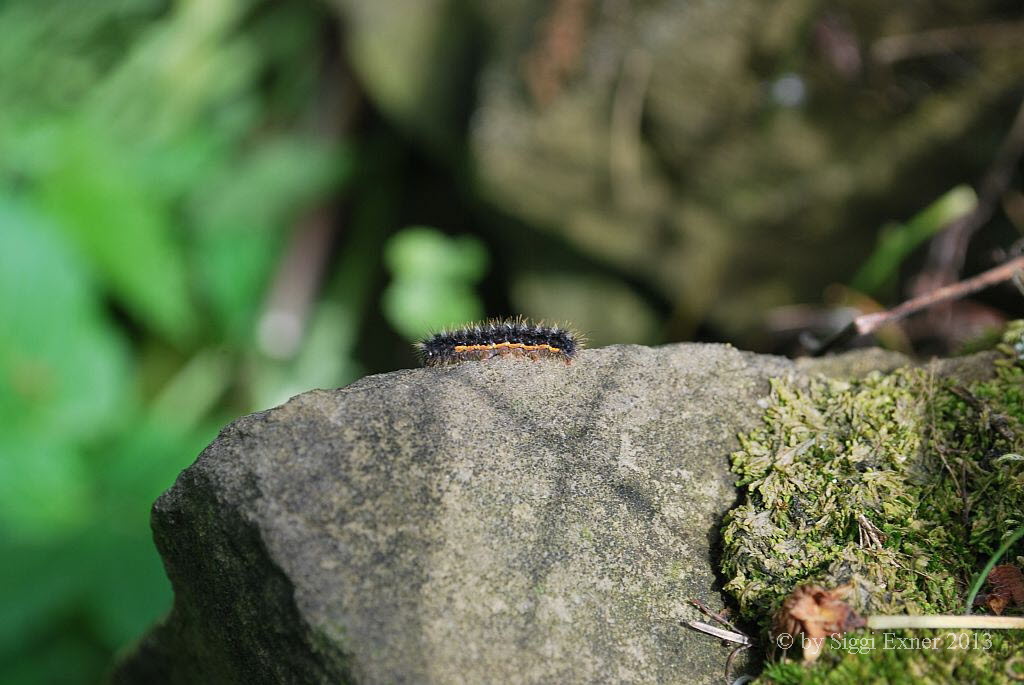 Grauleib-Flechtenbrchen  Eilema lurideola