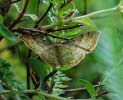 Graurandiger Zwergspanner Idaea fuscovenosa