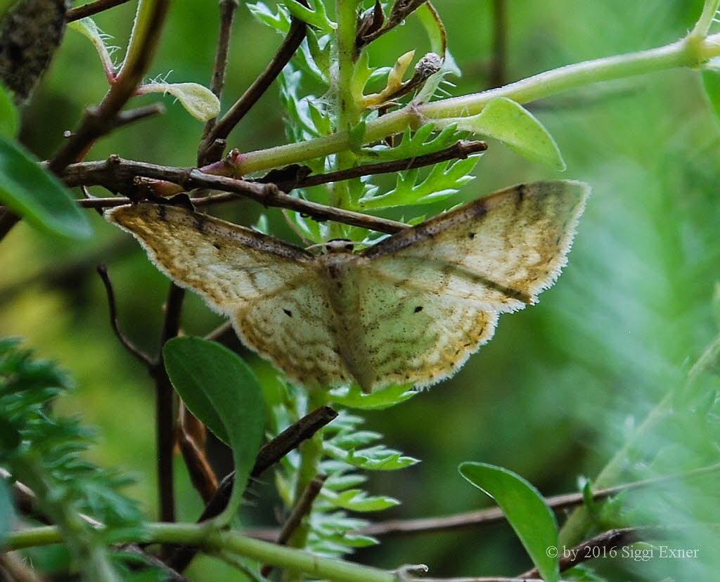 Graurandiger Zwergspanner Idaea fuscovenosa