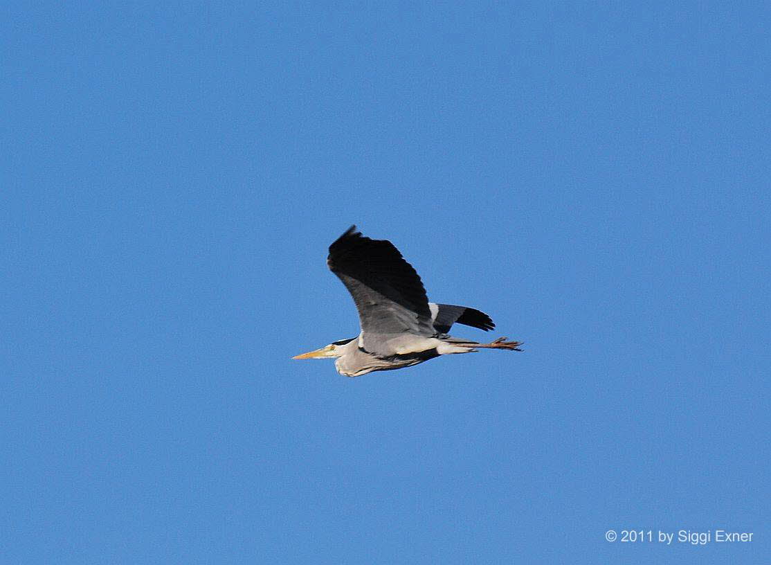 Graureiher Ardea cinerea