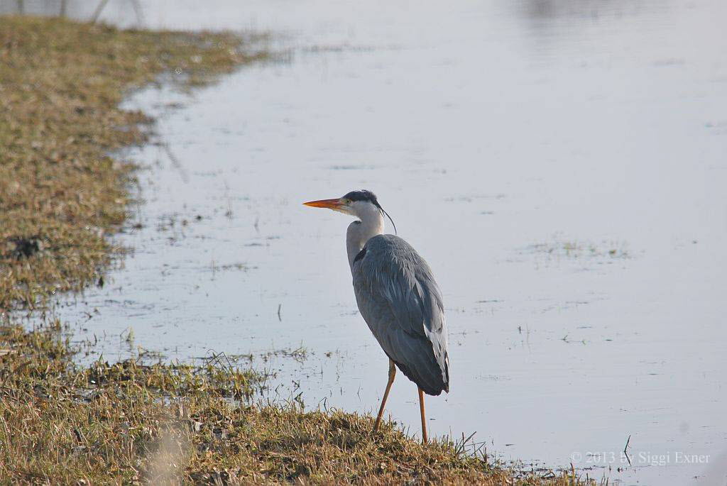 Graureiher Ardea cinerea