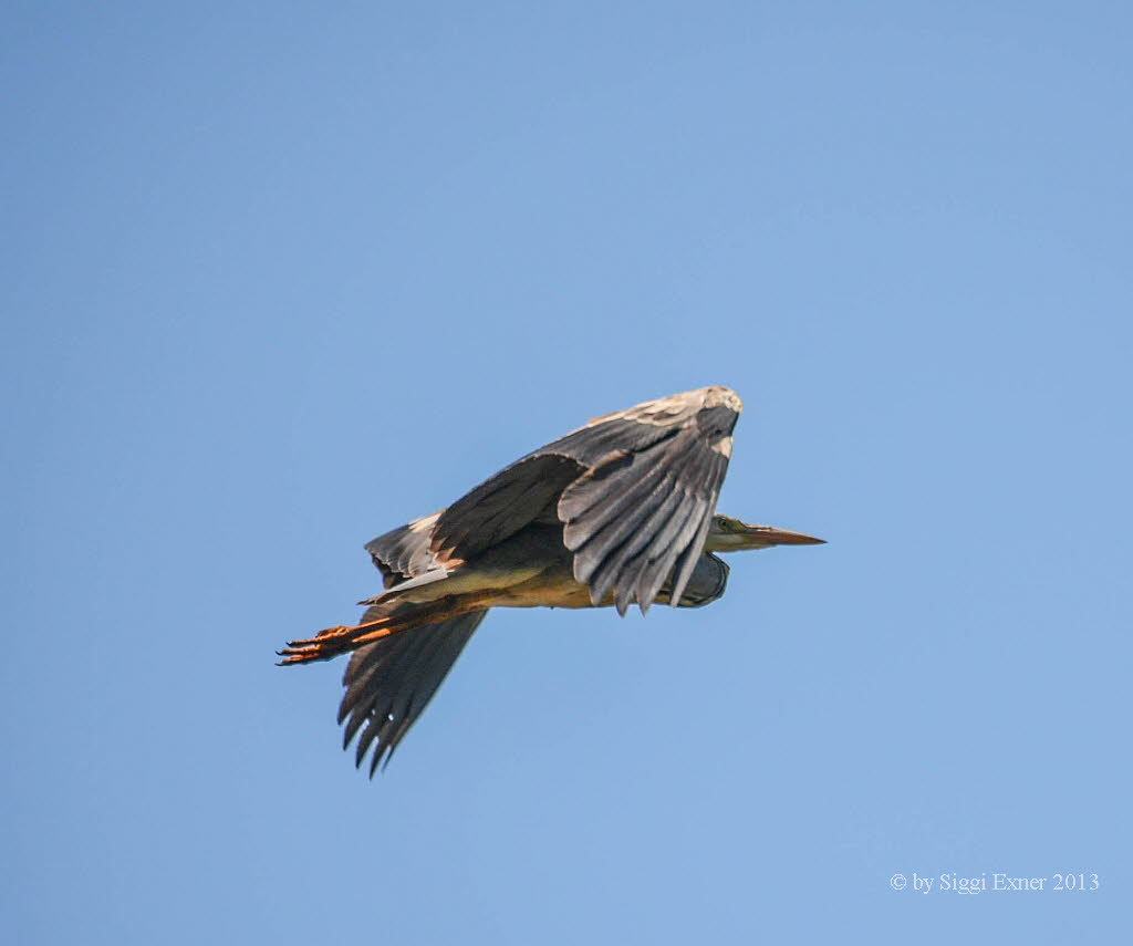 Graureiher Ardea cinerea